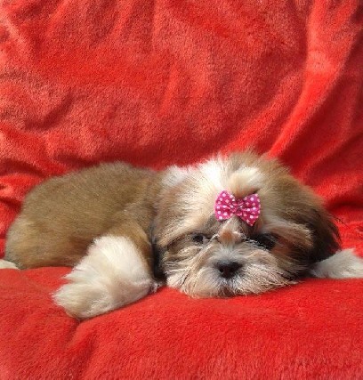 Lindos filhotes de lhasa apso e shih tzu