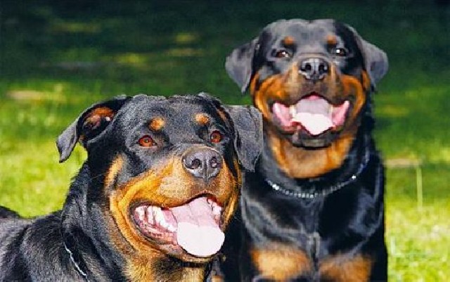 Locação de cães de guarda